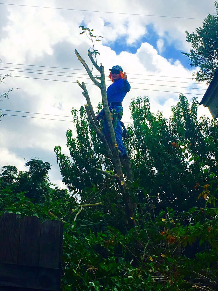 Arturo up in a mulberry tree, cutting it down section by section