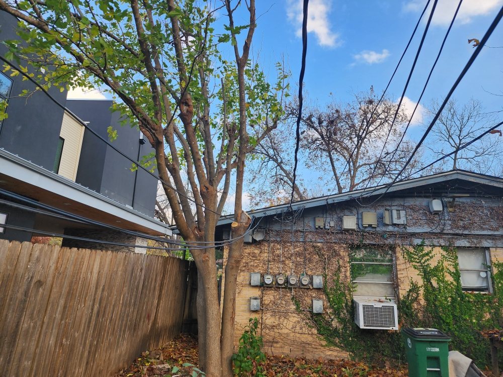 Tree trimmed back from overhead wires