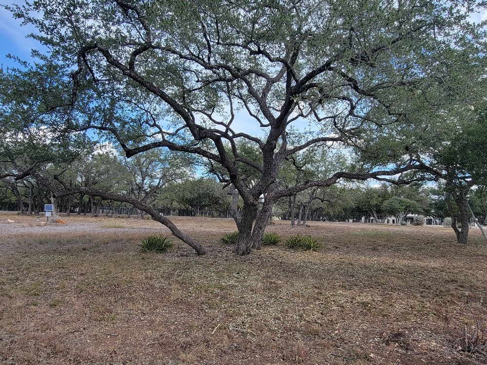 Live oaks trimmed and raised
