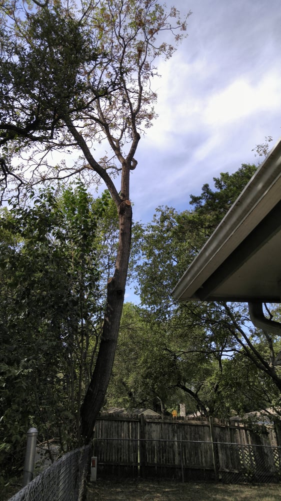 Branches cut back from a house wall and roofline